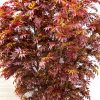 Acero Artificiale Rosso Tronco Build-up - h.400 cm. - immagine 2