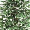 Ficus Artificiale Normal Variegato - Tronco Medium - Da cm 100 a cm 300 - immagine 2