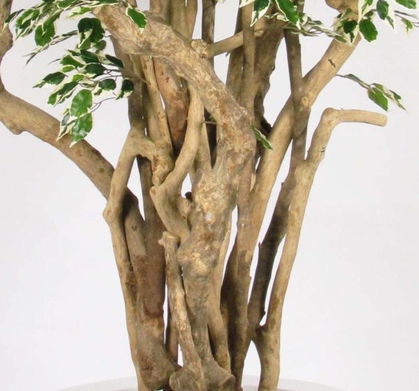 Ficus Artificiale Hawaiian Variegato, Tronco Tobago