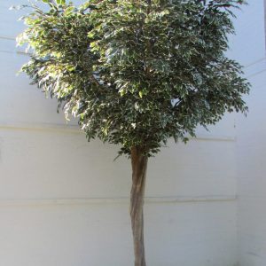 Ficus Artificiale Variegato Tronco Build-up - Altezza 350 cm