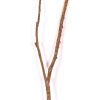 Mansanisi Nitida Ramified cm. 120, pack.0/20 - immagine 3