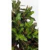 Croton Artificiale Luxe Foglia Multicolor, da cm. 100 a cm. 300 - immagine 2