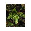 Croton Artificiale Luxe Foglia Multicolor, da cm. 100 a cm. 300 - immagine 4