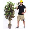 Croton Artificiale Foglia Multicolor - in varie Altezze da cm. 100 a cm. 300