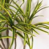 Dracena Artificiale Variegata (Green/Yellow), piantina con 6 rami H.90 - immagine 2