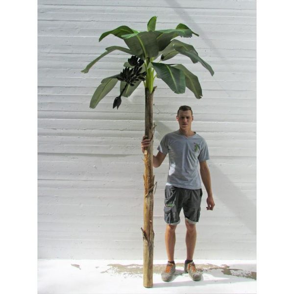 Banano Artificiale King Extra Large 270cm