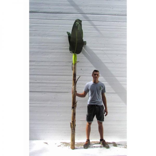 Banano Artificiale King Extra Large 270cm - immagine 2