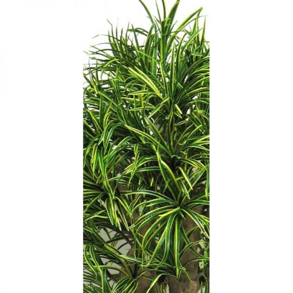 Dracena Artificiale variegata, foglie mini - tronco Jamaica - h. 200 cm. - immagine 2