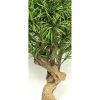 Dracena Artificiale variegata, foglie mini - tronco Jamaica - h. 200 cm. - immagine 3