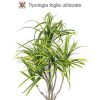 Dracena Artificiale variegata, foglie mini - tronco Jamaica - h. 200 cm. - immagine 4