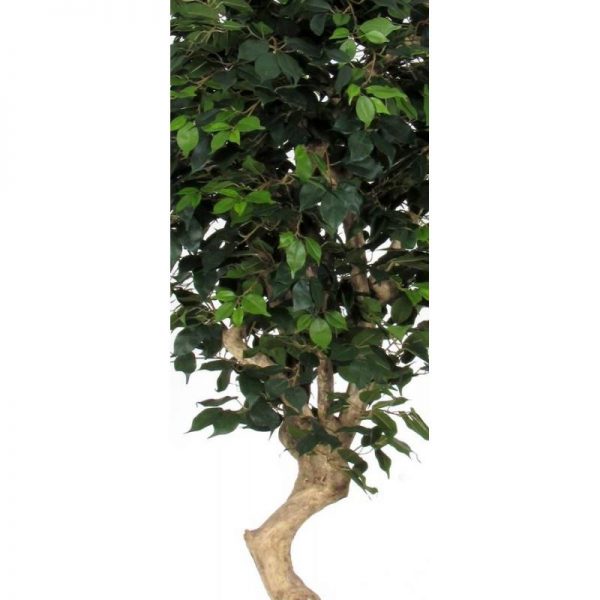 Ficus Artificiale Elegance Verde - Tronco Mediterraneo - In varie altezze - immagine 2