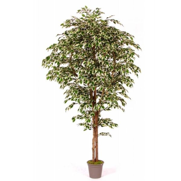 Ficus Artificiale Hawaiian Variegato, Tronco Medium