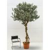Olivo Artificiale con frutti, tronco Majestic, H. 275 cm.