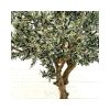 Olivo Artificiale con frutti, tronco Majestic, H. 275 cm. - immagine 2