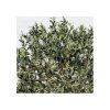 Olivo Artificiale con frutti, tronco Majestic, H. 275 cm. - immagine 3