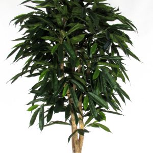 Ficus longifolia artificiale tronco naturale