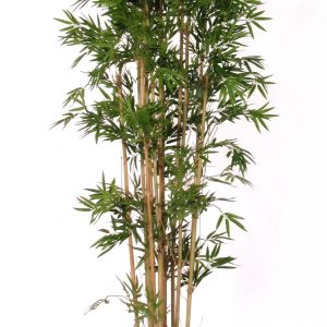 Mini Japanese Bamboo 150 cm